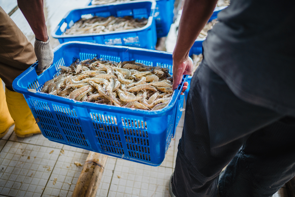 Jenis Jenis Udang Yang Sering Dibudidayakan Di Tambak Delos Aqua