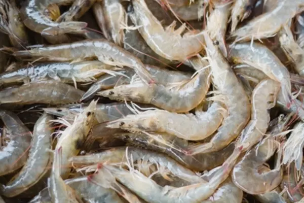 vannamei shrimp morphology