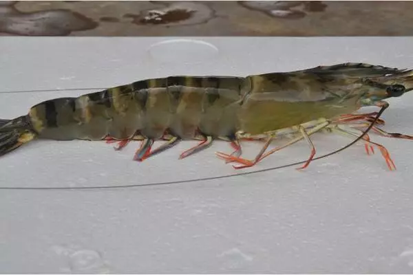 types of shrimp