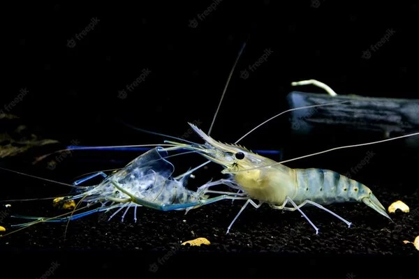 molting in shrimp farming