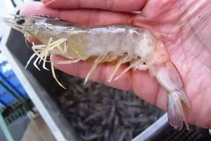 Myo IMNV Disease in Vannamei Shrimp