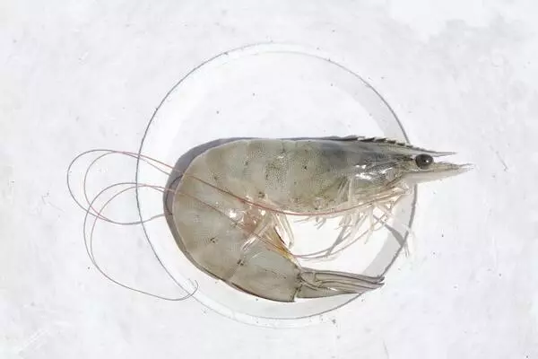 vannamei shrimp fcr