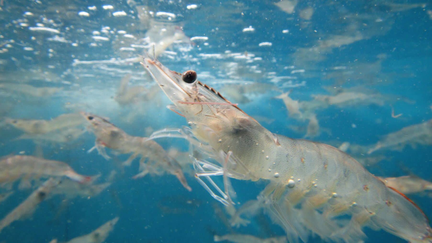 Vannamei Shrimp Salinity and How to Control Its Stability during