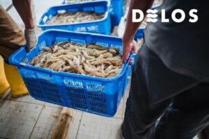 exporting shrimp to the european union