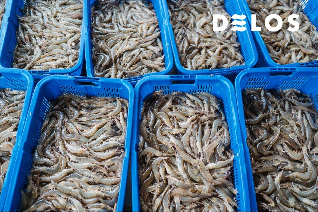 This is the Destination Country for Indonesian Shrimp Exports